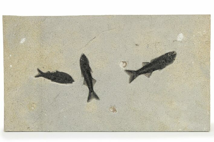 Fossil Fish (Mioplosus & Knightia) Plate - Wyoming #222871